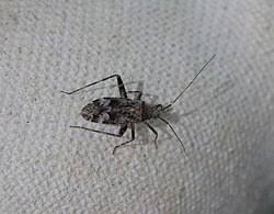 Attēlu rezultāti vaicājumam “Phytocoris longipennis”