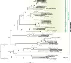 Attēlu rezultāti vaicājumam “Diachea sp.”