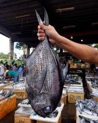 Image result for Eumegistus illustris