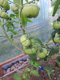 Afbeeldingsresultaat voor marizol purple tomato