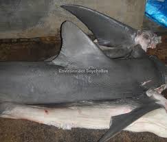 Image result for Carcharhinus obscurus