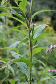 Attēlu rezultāti vaicājumam “Persicaria lapathifolia flower”