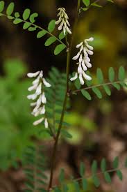 Attēlu rezultāti vaicājumam “Vicia”