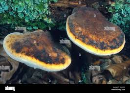 Attēlu rezultāti vaicājumam “Buglossoporus quercinus”