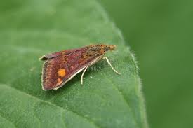 Attēlu rezultāti vaicājumam “Pyrausta aurata”