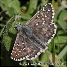 Attēlu rezultāti vaicājumam “Pyrgus alveus upperside”