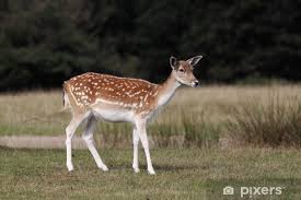 Attēlu rezultāti vaicājumam “Dama dama”