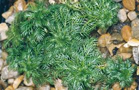 Attēlu rezultāti vaicājumam “Hottonia palustris leaf”