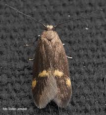 Attēlu rezultāti vaicājumam “Borkhausenia minutella”