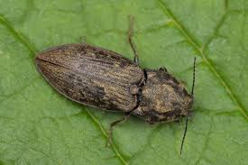 Attēlu rezultāti vaicājumam “Prosternon tessellatum”