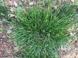 Attēlu rezultāti vaicājumam “Carex spicata”