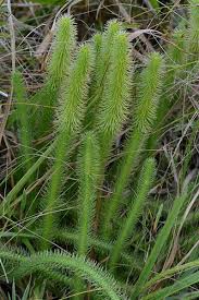Attēlu rezultāti vaicājumam “Lycogala maculatum sessile”