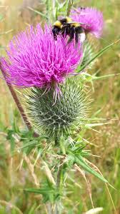 Attēlu rezultāti vaicājumam “Cirsium acaule fruit”