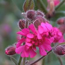 Image result for Silene dioica