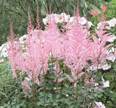 Attēlu rezultāti vaicājumam “Astilbe chinensis”