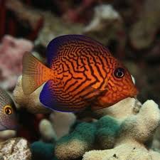 Image result for Ctenochaetus hawaiiensis