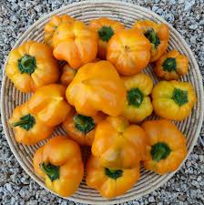 Afbeeldingsresultaat voor topepo giallo sweet pepper