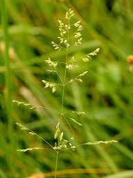 Attēlu rezultāti vaicājumam “Puccinellia distans”