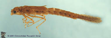 Attēlu rezultāti vaicājumam “Coenagrionidae”