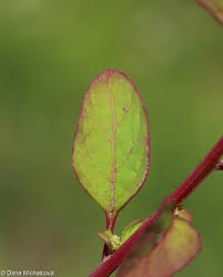 Attēlu rezultāti vaicājumam “Chenopodium polyspermum leaf”