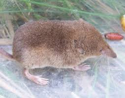 Attēlu rezultāti vaicājumam “Sorex araneus”