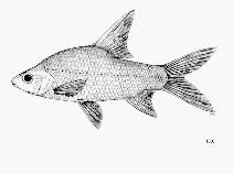 Image result for Cyprinus multitaeniatus