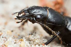 Attēlu rezultāti vaicājumam “Broscus cephalotes”