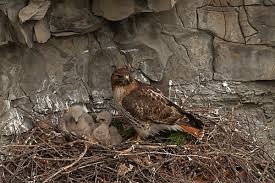 Attēlu rezultāti vaicājumam “Buteo buteo nest”