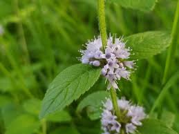 Attēlu rezultāti vaicājumam “Mentha x verticillata leaf”
