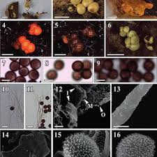 Attēlu rezultāti vaicājumam “Diderma ochraceum sessile”
