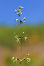 Attēlu rezultāti vaicājumam “Silene otites”