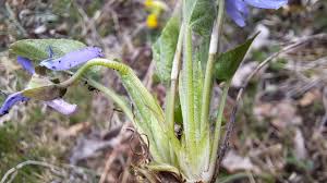 Attēlu rezultāti vaicājumam “Viola hirta flower”