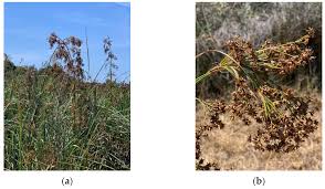 Attēlu rezultāti vaicājumam “Cladium mariscus”
