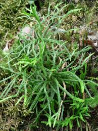 Attēlu rezultāti vaicājumam “Diphasium complanatum”