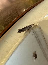 Attēlu rezultāti vaicājumam “Ypsolopha scabrella”