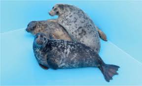 Attēlu rezultāti vaicājumam “Halichoerus grypus”