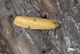 Attēlu rezultāti vaicājumam “Lithosia quadra male”