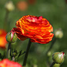 Attēlu rezultāti vaicājumam “Ranunculus elatior flower”