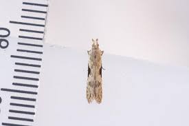 Attēlu rezultāti vaicājumam “Hypatima rhomboidella”