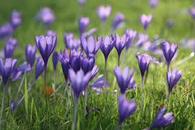 Attēlu rezultāti vaicājumam “Crocus speciosus”