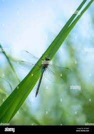 Attēlu rezultāti vaicājumam “Anax parthenope”