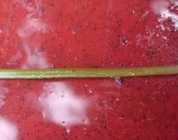 Attēlu rezultāti vaicājumam “Lobelia dortmanna leaf”