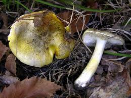 Attēlu rezultāti vaicājumam “Tricholoma flavovirens”