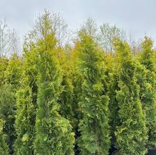 Attēlu rezultāti vaicājumam “Thuja occidentalis”