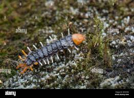 Attēlu rezultāti vaicājumam “Lygistopterus sanguineus larva”