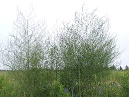 Attēlu rezultāti vaicājumam “Asparagus officinalis leaf”