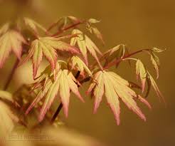 Image result for Acer palmatum `Orange Dream`