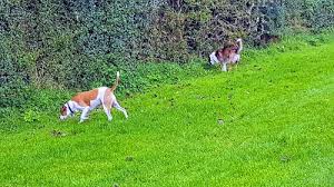 Image result for Blairbeth Golf Club