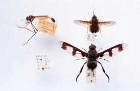 Attēlu rezultāti vaicājumam “Bombyliidae”