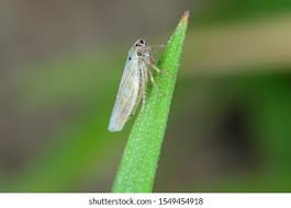 Attēlu rezultāti vaicājumam “Macrosteles sp. imago”